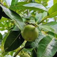 Green Diospyros Digyna Seeds Heirloom Non-GMO High Germination Organic Garden Seeds for Planting
