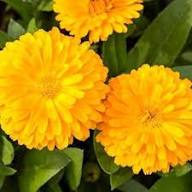 Yellow Calendula Flowers Seeds – Heirloom, Non-GMO, High Germination Organic Seeds