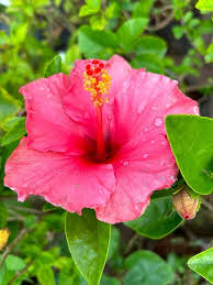 Hibiscus Flower Seeds Pink Seeds – Heirloom, Non-GMO, High Germination Seeds