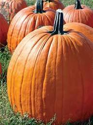 Mixed Giant Pumpkin Seeds – Heirloom, Non-GMO, High Germination Organic Garden