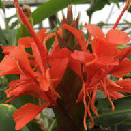 Pink Hedychium Flower Seeds – Heirloom, Non-GMO, High Germination Seeds for Planting | Organic Garden Seeds