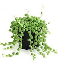 Pearl Chlorophytum Plant Seeds – Heirloom, Non-GMO, High Germination Organic Garden Seeds for Planting