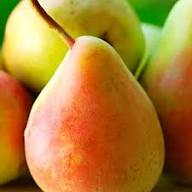 Cream Pear Seeds Heirloom Non-GMO High Germination Organic Garden Seeds for Planting