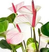 Red White Anthurium Andraeanu Flower Seeds Heirloom Non-GMO High Germination Organic Garden Seeds for Planting