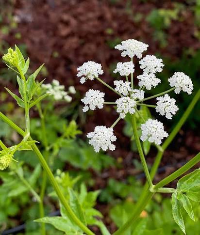 Semillas de escarola blanca heirloom sin OGM de alta germinación para plantar en jardín orgánico
