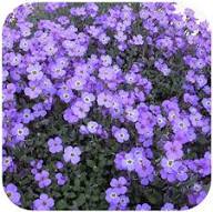 Violet Aubrieta Flower Seeds for Planting Heirloom Non-GMO High Germination Organic Garden Seeds