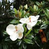 White Mangolia Flower Seeds for Planting Heirloom Non-GMO High Germination Organic Garden Seeds