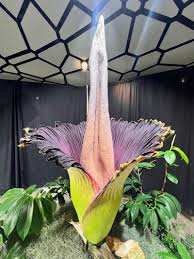 Yellow Corpse Flower Seeds – Heirloom, Non-GMO, High Germination Organic Garden Seeds