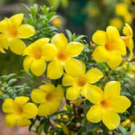 Yellow Allamanda Flowers Seeds – Heirloom, Non-GMO, High Germination