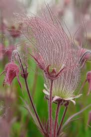 Pink Geum Triflorum Flower Seeds – Heirloom, Non-GMO High Germination Seeds for Planting | Organic Garden Seeds