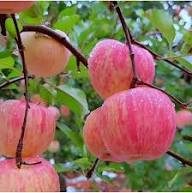 Apple Seeds Rosa Heritage Non-GMO Keimstark Bio Garten Samen zum Pflanzen