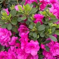 Pink Azalea Flowers Seeds Heirloom Non-GMO High Germination Organic Garden Seeds for Planting