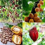 Mixed Cocoa Seeds – Heirloom, Non-GMO, High Germination Organic Garden