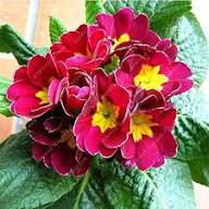 Red Polyanthus Crescendo Flower Seeds – Heirloom, Non-GMO, High Germination Organic Garden Seeds for Planting