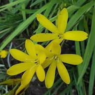 Gelbe Sparaxis Blumensamen – Alte Sorte, gentechnikfrei, keimstarke Bio-Gartensamen