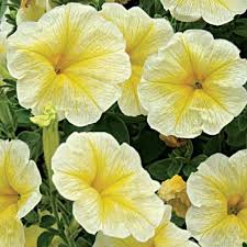 White Salpiglossis Flower Seeds Heirloom Non-GMO High Germination Organic Garden Seeds for Planting