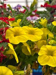 Yellow Double Petunia Flower Seeds – Heirloom, Non-GMO, High Germination Organic Garden Seeds for Planting, Seeds for Planting