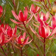 Red Leucadendron Flower Seeds – Heirloom, Non-GMO, High Germination Seeds