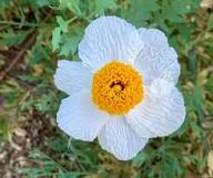 Romneya Coulteri Flower Seeds for Planting – Heirloom Non-GMO High Germination Organic Garden Seeds