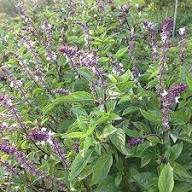 Basil Licorice Plant Seeds Heirloom Non-GMO High Germination Organic Garden Seeds for Planting