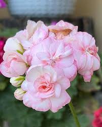 Pink Geranium Flower Seeds – Heirloom, Non-GMO High Germination Seeds for Planting | Organic Garden Seeds