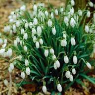 Snowdrop Flower Seeds White for Planting – Heirloom, Non-GMO, High Germination Organic Garden Seeds
