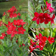 Red Nerium Flower Seeds – Heirloom, Non-GMO, High Germination Organic Garden Seeds for Planting