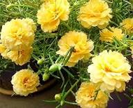Yellow Portulaca Grandiflora Flower Seeds – Heirloom Non-GMO High Germination Organic Seeds