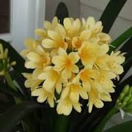 Red Yellow Clivia Flower Seeds for Planting – Heirloom Non-GMO High Germination Seeds