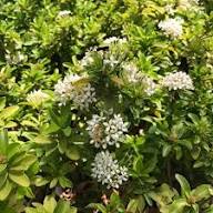 White Odoratum Flower Seeds – Heirloom, Non-GMO, High Germination Organic Garden Seeds for Planting