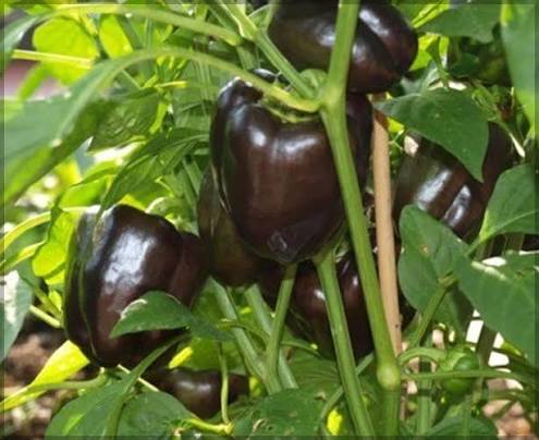 Chocolate Beauty Bell Pepper Seeds for Planting | Heirloom Non-GMO