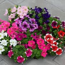 Mixed Petunia Flower Seeds – Heirloom, Non-GMO, High Germination Seeds