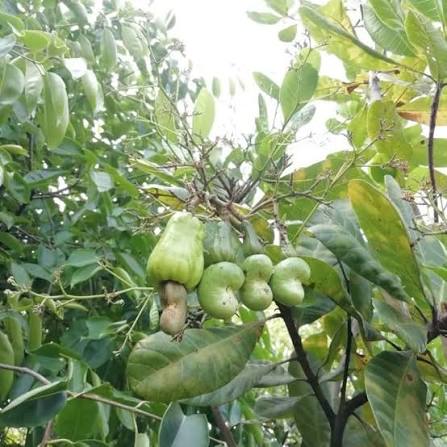 Semillas de árbol de manzana de anacardo verde – Cimiente, no transgénico, de alta germinación, semillas orgánicas para plantar en el jardín