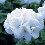 White Pelargonium Flower Seeds – Heirloom, Non-GMO, High Germination Organic Garden Seeds for Planting