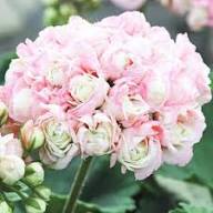 Pink Geranium Flower Seeds – Heirloom, Non-GMO High Germination Seeds for Planting | Organic Garden Seeds
