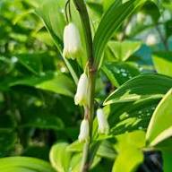 Yellow Polygonatum Flowers Seeds – Heirloom Non-GMO High Germination Organic Garden Seeds