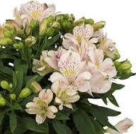 Light Pink Alstroemeria Flower Seeds for Planting – Heirloom, Non-GMO, High Germination Organic Garden Seeds
