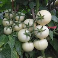 Tomaten mit weißen Samen anbauen – Alte Sorten, gentechnikfrei, hohe Keimfähigkeit, Bio-Gartensamen
