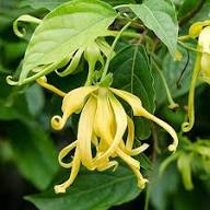 Yellow Cananga Odorata Flower Seeds – Heirloom, Non-GMO, High Germination Organic Seeds