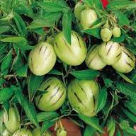 Green Pepino Seeds for Planting – Heirloom Non-GMO High Germination Organic Garden Seeds