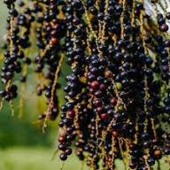 Acai Fruit Seeds for Growing Nutrient-Rich Berries Heirloom Non-GMO High Germination Organic Garden Seeds