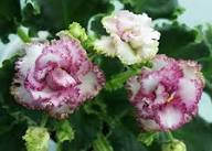 White Pink Saintpaulia Flower Seeds – Heirloom Non-GMO High Germination Organic Garden Seeds