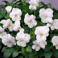 Viola Flower Seeds White Heirloom Non-GMO High Germination Organic Garden Seeds