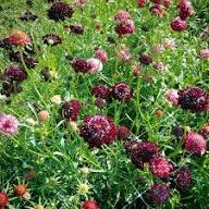 Red Pincushion Flower Seeds – Heirloom, Non-GMO, High Germination Organic Garden Seeds for Planting