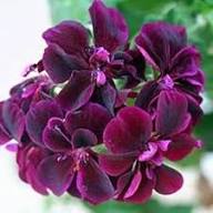 Pink Geranium Phaeum Flower Seeds – Heirloom, Non-GMO, High Germination Organic Garden Seeds for Planting