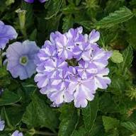 Purple White Verbena Flower Seeds – Heirloom Non-GMO High Germination Organic Garden Seeds