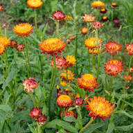 Strawflower Flower Seeds – Heirloom, Non-GMO, High Germination Organic Garden Seeds