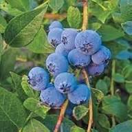 Wild Lowbush Blueberries Fruit Seeds for Planting Heirloom Non-GMO High Germination Organic Garden Seeds