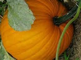 Wallace Whoppers Giant Pumpkin Seeds for Planting – Heirloom Non-GMO High Germination Organic Garden Seeds for Massive Pumpkins