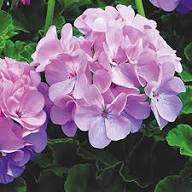 Pink Climbing Geranium Flower Seeds for Planting – Heirloom Non-GMO High Germination Organic Garden Seeds